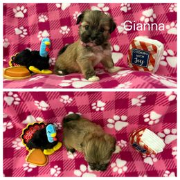 Gianna - Brown female Lhasa Apso puppy in Cincinnati, Ohio from Shangri-La Lhasa Apsos