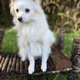 Sammie - White male Pomsky puppy in Coos Bay, Oregon from Ocean View Pomskies