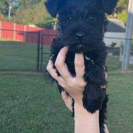Miniature Schnauzer Puppies from BirBrie's Babies