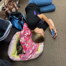 Dachshund Puppies from M & M Breeding