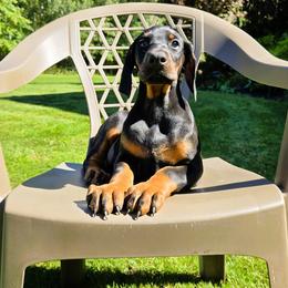 Ms. Cinderella - Black and rust female Doberman Pinscher puppy in Chagrin Falls, Ohio from Schloss Velburg Dobermanns