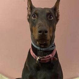 Doberman Pinscher Puppies from Kiziah Dobermans