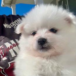 Peach - White female American Eskimo Dog puppy in West Jordan, Utah from Ketura’s Angels Kennels
