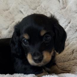 Black and cream small white chest - Black and cream male Dachshund puppy in Pacific, Washington from Han&Jan Doxie’s