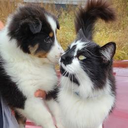 Shetland Sheepdog Puppies from Henotic Homestead's Shetland Sheepdogs