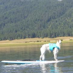 Borzois and Cavalier King Charles Spaniels from Aria Borzoi and Arioso Cavalier King Charles Spaniels
