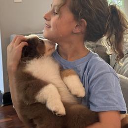 Boy 1 - Red tri-color male Miniature American Shepherd puppy in Nolensville, Tennessee from Sweetheart Miniature American Shepherds