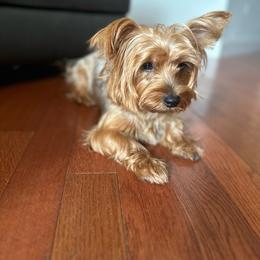 Mora - Yorkshire Terrier