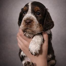 Kiwi - Liver white and roan male English Springer Spaniel puppy in Florida from Thunderbird Springers