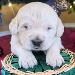 Pixie - Light golden female Golden Retriever puppy in Walnut Grove, Missouri from Forever Your Puppies