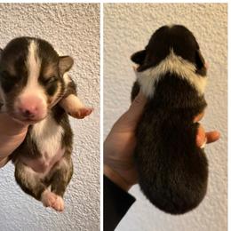 Boy 2 - Black and tan male Pembroke Welsh Corgi puppy in Helmville, Montana from Calie’s Corgis