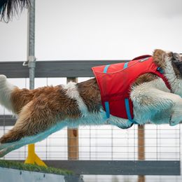 Saint Bernard All Grown Up from Metal Saints