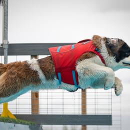 Saint Bernard All Grown Up from Metal Saints