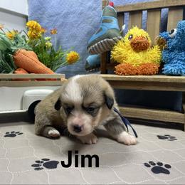 Jim - Sable male Pembroke Welsh Corgi puppy in Apison, Tennessee from Ashmore Corgis