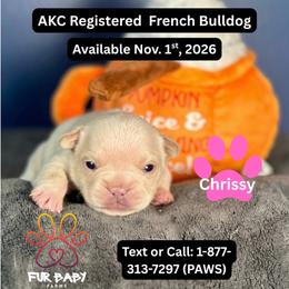 Chrissy - White female French Bulldog puppy in Michigan from Fur Baby Farms