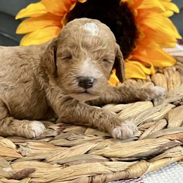Taco - Red male Cockapoo puppy in Beresford, South Dakota from DAKOTA DOOD RANCH