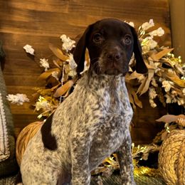 Tootsie - Liver and white female German Shorthaired Pointer puppy in Ulen, Minnesota from North Wind Gundogs