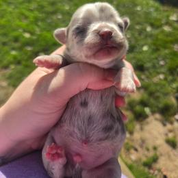 Jason - Merle male Chihuahua puppy in Ashtabula, Ohio from Paw's & Awe's Chihuahuas
