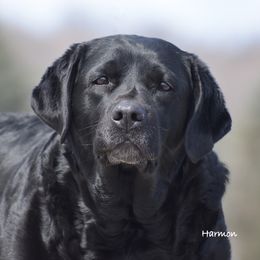 Maris - Labrador Retriever
