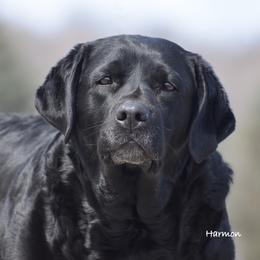 Maris - Labrador Retriever