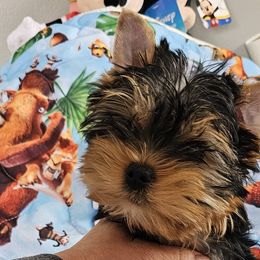 Yorkshire Terriers from Rita's Yorkie Love