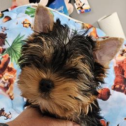 Yorkshire Terriers from Rita's Yorkie Love
