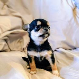 Lil Lover - Black sabled fawn male Chihuahua puppy in Weatherford, Texas from Small and Mighty Chihuahuas