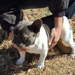 Felipe - French Bulldog
