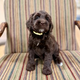 Miss Yellow - Chocolate female Australian Labradoodle puppy in Hartshorne, Oklahoma from Jena Edmond