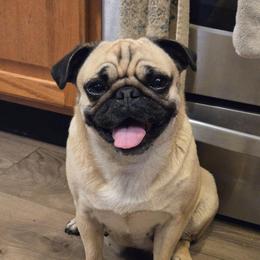 Blanche - Pug