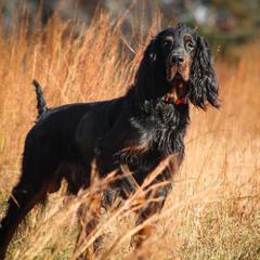 Gordon Setter All Grown Up from Tri-sett