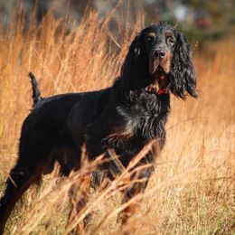 Gordon Setter All Grown Up from Tri-sett