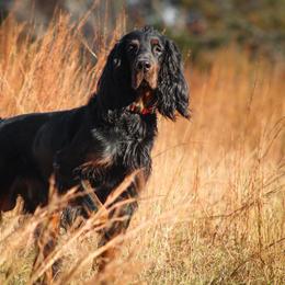 Gordon Setter All Grown Up from Tri-sett
