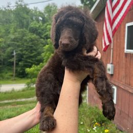 Auckland - Phantom male Poodle puppy in Prosperity, Pennsylvania from Stelladoodles & Company