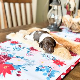Woody - Chocolate and tan male Dachshund puppy in Salters, South Carolina from Long-Pine Dachshund