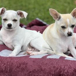 Gary - Cream and white male Chihuahua puppy in Amity, Pennsylvania from Rhoda and Verna