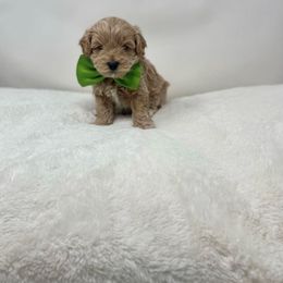Maltipoo Puppies from Piper N Penny