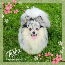 Ta'sha - Pomeranian