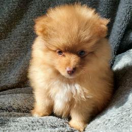 Oliver - Orange male Pomeranian puppy in Bellevue, Iowa from Fluffy Wonders Poms and Doodles
