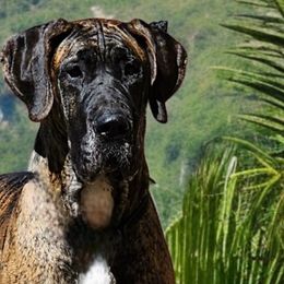 Great Danes from North Cedar Danes