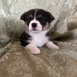James Dean - Black and tan male Pembroke Welsh Corgi puppy in Louisburg, North Carolina from Lucky Penny Corgis