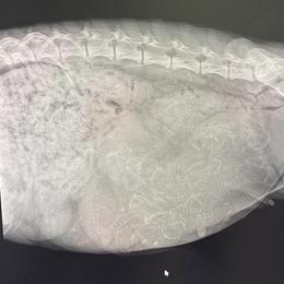 Border Collie puppies from RSR Border Collies