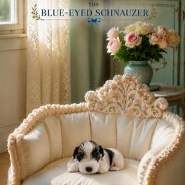 Nora - Parti female Miniature Schnauzer puppy in Winter Haven, Florida from The Blue Eyed Schnauzer