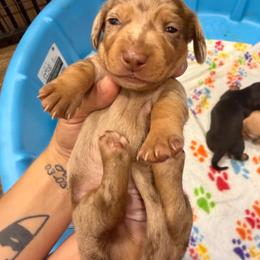 Chocolate Dapple Boy - Dapple male Dachshund puppy in Canby, Oregon from Rainy Day Dachshunds
