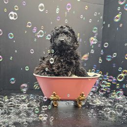 Mystique-White Collar NBT - Black Mudi puppy in Wills Point, Texas from Marvelous Mudis