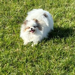 Ella - Pomeranian