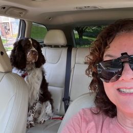 English Springer Spaniel Puppies from Burton English Springer Spaniels