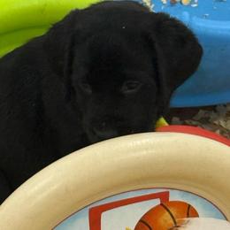 Girl 3 pink collar - Black female Labrador Retriever puppy in Ledyard, Connecticut from Outback Stables