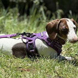 Dachshunds from Jolly Rogers Dachshunds