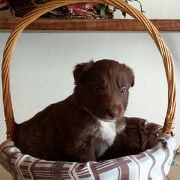 Australian Shepherd Puppies from AussieLand Shepherds